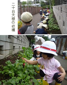 二十日大根の収穫